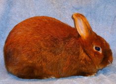 a brown rabbit sitting on top of a blue blanket