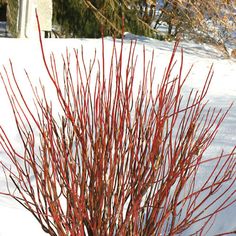 a red bush in the snow next to a white bench with trees and bushes behind it