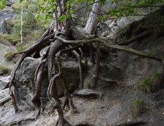 the tree is growing out of the rocks in the mountainside area with water running down it's sides