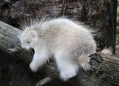 a porcupine climbing up a tree branch