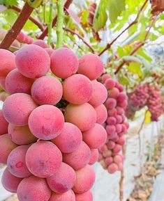 a bunch of grapes hanging from a tree