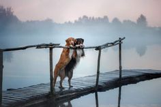 a dog is standing on a dock with its head in the other's mouth