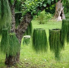 some very pretty green plants growing on the side of a tree in front of a grassy field