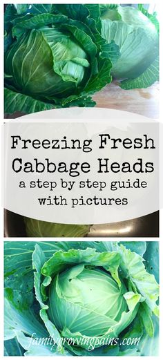 fresh cabbage heads with text overlay reading freezing fresh cabbage heads a step by step guide with pictures