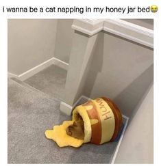 a cat is sleeping in a honey jar on the floor with its head sticking out