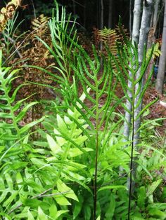 some very pretty green plants in the woods