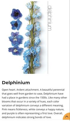 an advertisement for delphinium with blue flowers