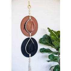 two hats hanging on a wall next to a potted plant