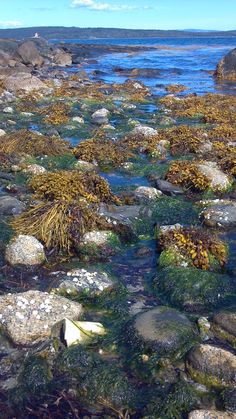 rocks and seaweed are growing on the water's edge in this rocky area