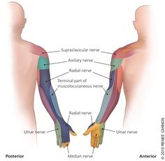 Arm Nerve Pain Relief, Arm Numbness, Axillary Nerve, Nervus Vagus, Radial Nerve, Ulnar Nerve, Spinal Nerve, Pinched Nerve