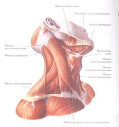 the muscles are labeled in this diagram