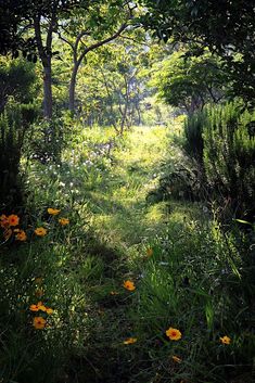 the sun shines through the trees and grass on this path that is surrounded by wildflowers