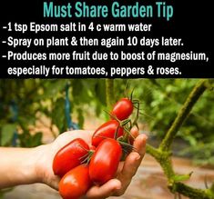 a person holding tomatoes in their hand with the caption must share garden tip