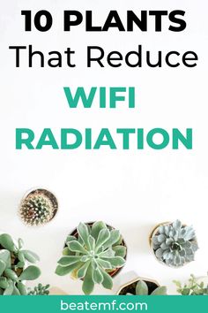 the words 10 plants that reduce wifi radiation on a white background with succulents