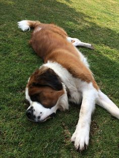 a brown and white dog laying in the grass