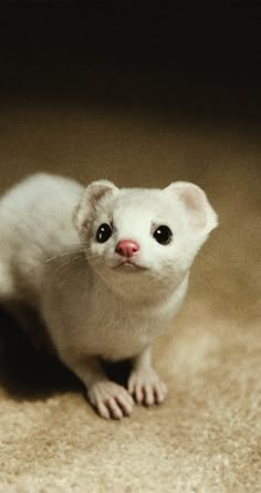 a small white animal sitting on top of a carpet