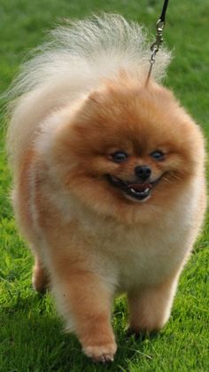 a small brown dog walking on top of a green grass covered field with a leash