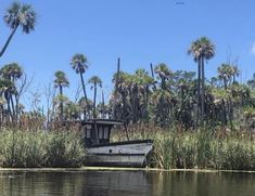 a small boat sitting on top of a lake next to palm trees and grass covered shore