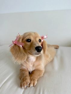 a small brown dog sitting on top of a white couch next to a wall and wearing a pink ribbon around its neck