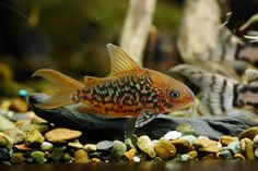 a fish that is sitting on some rocks in an aquarium with other fish around it