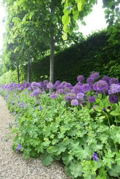 purple flowers are growing along the side of a gravel road in front of a green hedge