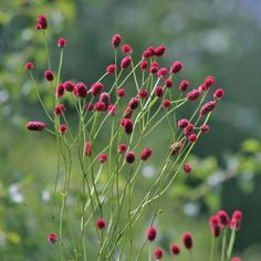 some red flowers are growing in the grass