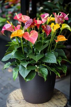 a potted plant sitting on top of a wooden table next to other plants and flowers