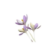 three purple and white flowers against a white background