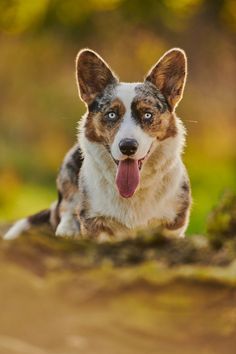 a brown and white dog sticking its tongue out