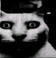 a black and white photo of a cat's face