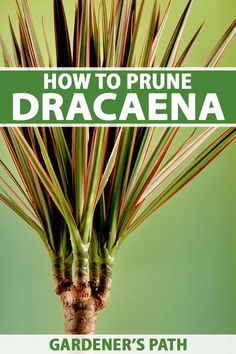 a close up of a plant with the words how to prune dracaena