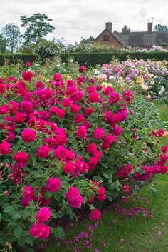 a garden filled with lots of pink flowers next to a lush green field full of purple and red flowers