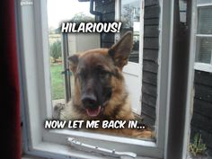 a german shepherd looking through a window with the caption hilarrous now let me back in