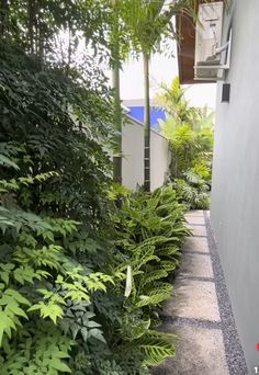 the walkway is lined with green plants and trees