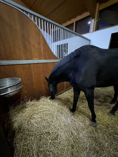 a black horse eating hay in a barn next to a stair case with bales on the floor