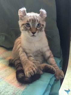 a small kitten sitting on top of a blue blanket