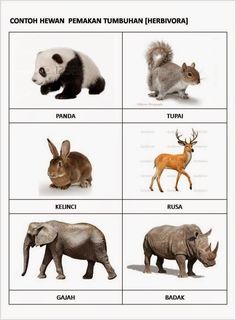 the different types of animals that can be seen in this picture