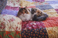 a fluffy cat laying on top of a colorful quilted bedspread in a bedroom