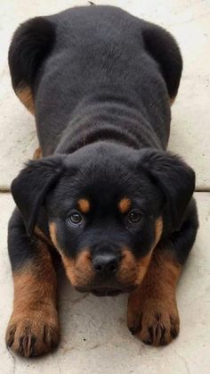 a black and brown puppy laying down on the ground