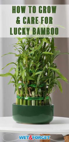 a potted bamboo plant with text overlay how to grow and care for lucky bamboo