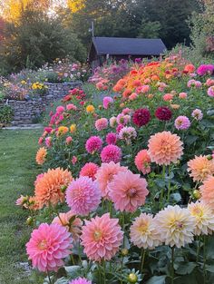 a garden filled with lots of different colored flowers