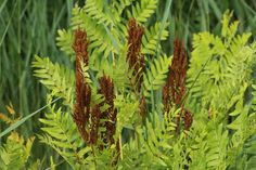 some brown flowers and green leaves in the grass stock photo - 959872