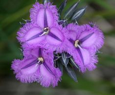 purple flowers with green leaves in the background