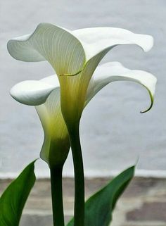 two white flowers with green leaves in front of a wall