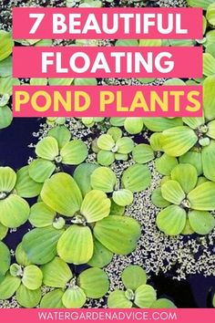 pond plants with text that reads 7 beautiful floating pond plants