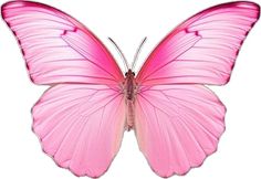 a pink butterfly flying in the air