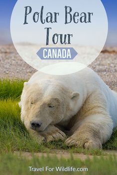 a polar bear laying on the ground with text overlay that reads, travel for wildlife