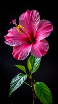 #aesthetic #wallpaper #wallpaperforyourphone #hibiscus #cuteimages #lovely Hibiscus Flower Reference, Tropical Hibiscus, Wallpaper Hibiscus Flower, Dark Pink Flowers, Hibiscus Wallpaper Black Background, Hibiscus Flower Wallpaper, Hisbusic Flower Wallpaper, Pink Hibiscus Wallpaper, Hibiscus Flower