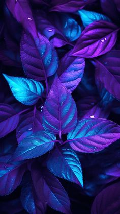 purple and blue leaves with water droplets on them