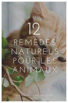 an orange cat sitting on top of a tree branch with the words, 12 remedes naturals pour les annaux